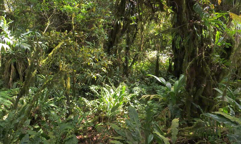 Tanager Ecotours • Cerro Hoya National Park