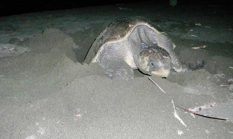 Turtle laying eggs • Playa Malena