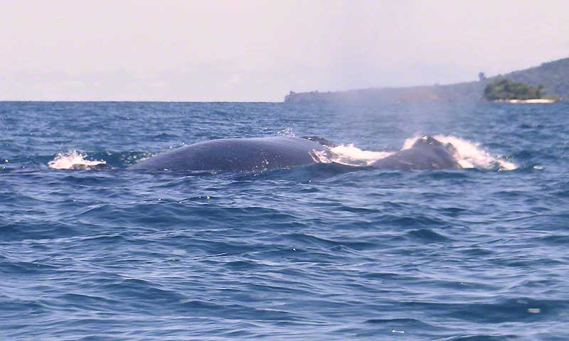 Whale Watching Azuero West Coast