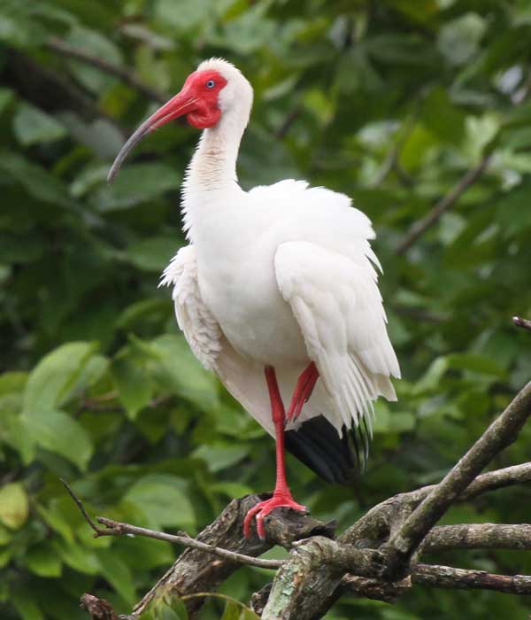 White-Ibis • Birding, Azuero