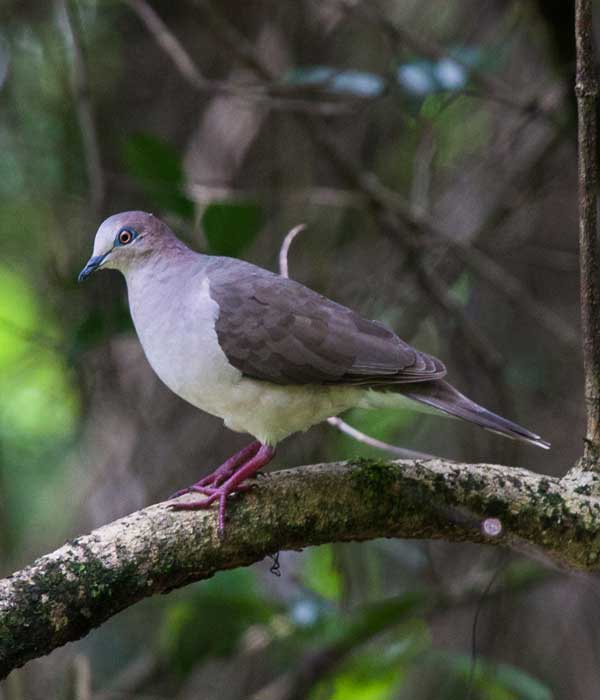 White-tipped-Dove • Birding, Azuero