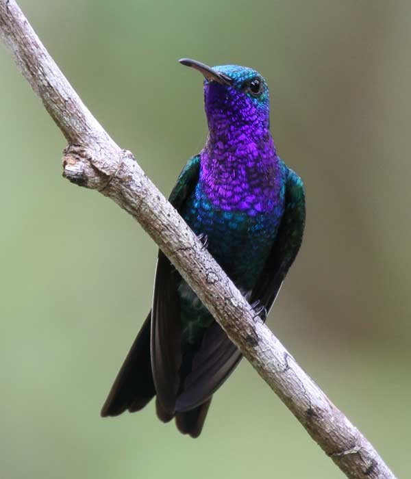 Hummingbird • Birding, Azuero