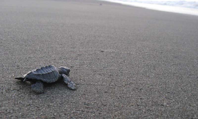 Turtle hatchlings • Playa Malena