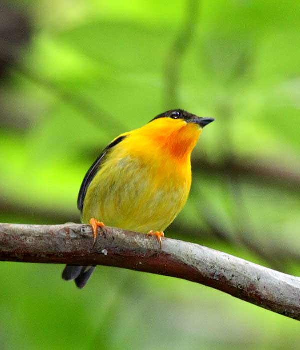 Orange-collared-Manakin • Birding, Azuero