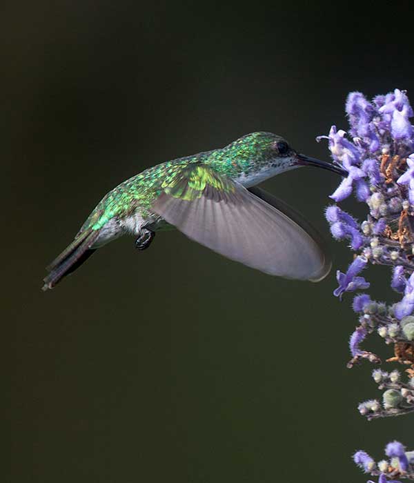 female-sapphire-throated-hummingbird • Birding, Azuero